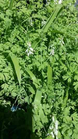 White ramping fumitory(Fumaria capreolata)