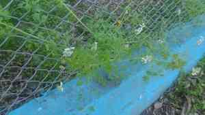 White ramping fumitory(Fumaria capreolata)