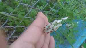 White ramping fumitory(Fumaria capreolata)