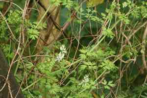 White ramping fumitory(Fumaria capreolata)