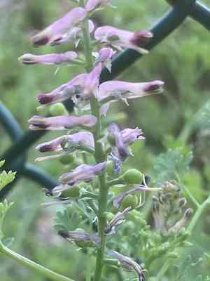 Common fumitory(Fumaria officinalis)