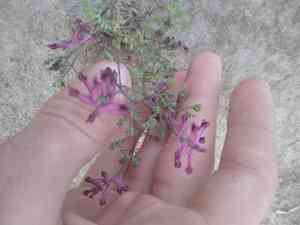 Common fumitory(Fumaria officinalis)