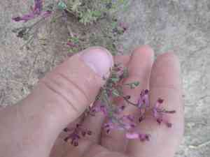 Common fumitory(Fumaria officinalis)