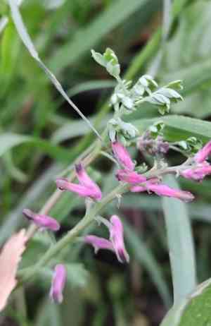 Common fumitory(Fumaria officinalis)