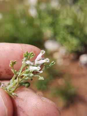 Fine-leaved fumitory(Fumaria parviflora)