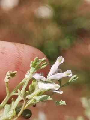 Fine-leaved fumitory(Fumaria parviflora)