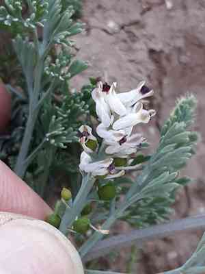 Fine-leaved fumitory(Fumaria parviflora)