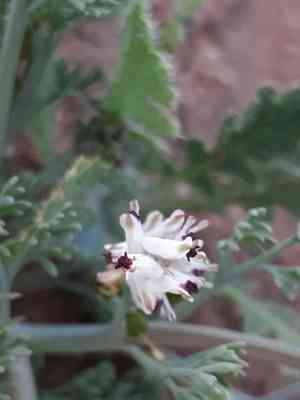 Fine-leaved fumitory(Fumaria parviflora)