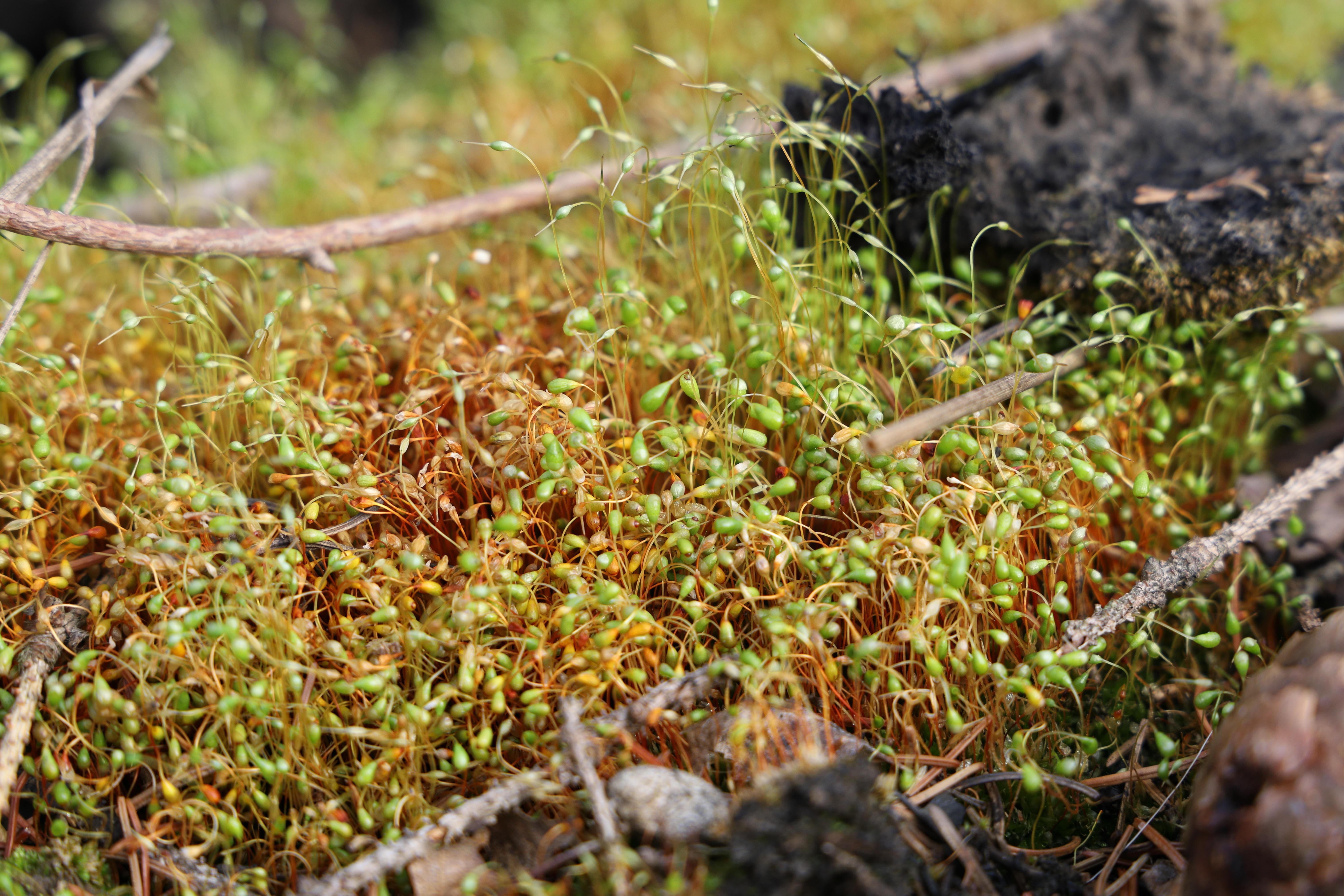 Funaria moss (Funaria hygrometrica) Care Guide: Pests, Diseases ...