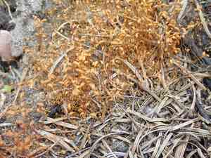 Funaria moss(Funaria hygrometrica)