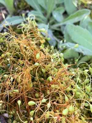 Funaria moss(Funaria hygrometrica)