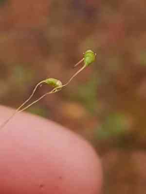 Funaria moss(Funaria hygrometrica)