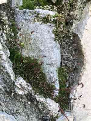 Funaria moss(Funaria hygrometrica)