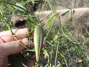 White twinevine(Funastrum clausum)