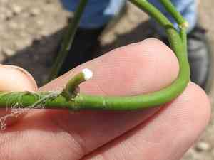 White twinevine(Funastrum clausum)
