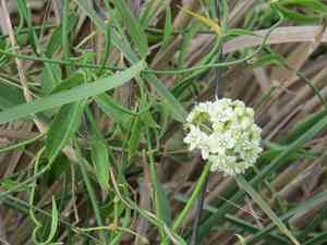 White twinevine(Funastrum clausum)
