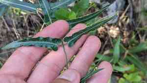 Wavy-leaf twinevine(Funastrum crispum)