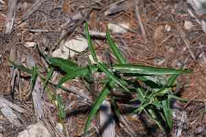 Wavy-leaf twinevine(Funastrum crispum)