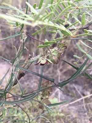 Wavy-leaf twinevine(Funastrum crispum)