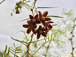 Wavy-leaf twinevine(Funastrum crispum)