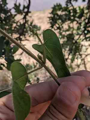 Fringed twinevine(Funastrum cynanchoides)