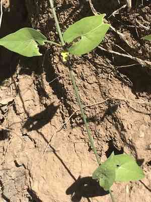 Fringed twinevine(Funastrum cynanchoides)