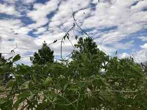 Fringed twinevine(Funastrum cynanchoides)