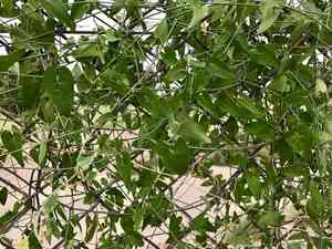 Fringed twinevine(Funastrum cynanchoides)
