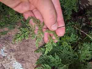 Arizona lipfern(Gaga arizonica)