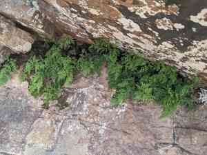 Arizona lipfern(Gaga arizonica)