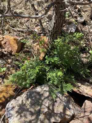 Arizona lipfern(Gaga arizonica)