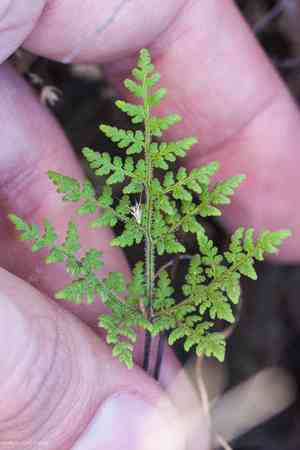Kaulfuss' lipfern(Gaga kaulfussii)