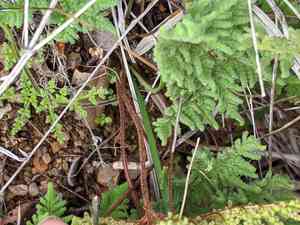 Kaulfuss' lipfern(Gaga kaulfussii)