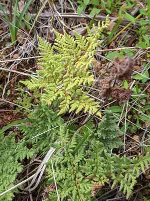 Kaulfuss' lipfern(Gaga kaulfussii)