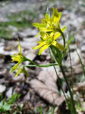 Yellow star-of-bethlehem(Gagea lutea)