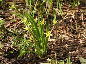 Yellow star-of-bethlehem(Gagea lutea)