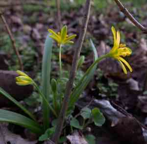 Yellow star-of-bethlehem(Gagea lutea)