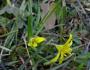 Field star of bethlehem(Gagea villosa)