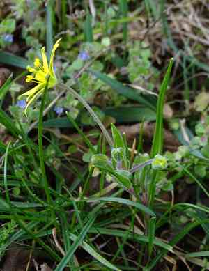 Field star of bethlehem(Gagea villosa)
