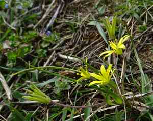 Field star of bethlehem(Gagea villosa)