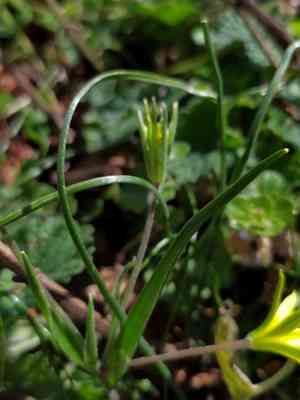 Field star of bethlehem(Gagea villosa)