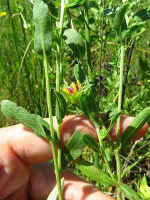 Lanceleaf blanketflower(Gaillardia aestivalis)