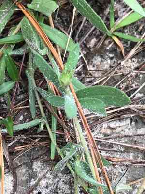 Lanceleaf blanketflower(Gaillardia aestivalis)