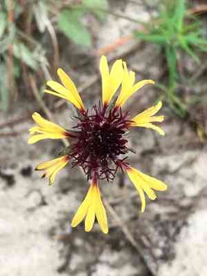 Lanceleaf blanketflower(Gaillardia aestivalis)