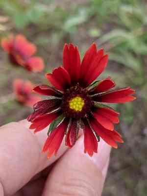 Maroon blanketflower(Gaillardia amblyodon)