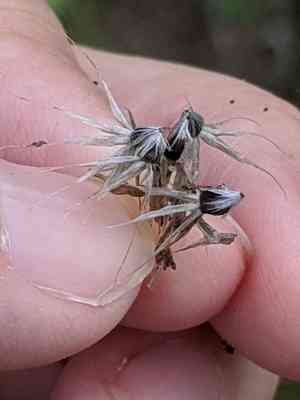 Maroon blanketflower(Gaillardia amblyodon)