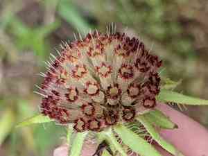 Maroon blanketflower(Gaillardia amblyodon)