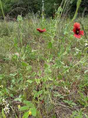 Maroon blanketflower(Gaillardia amblyodon)