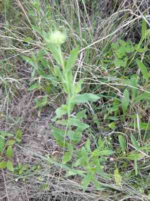Bandanna daisy(Gaillardia coahuilensis)