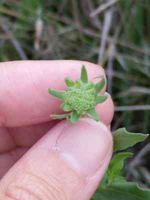 Bandanna daisy(Gaillardia coahuilensis)